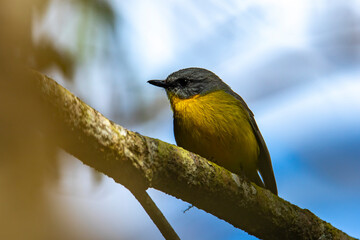 eastern yellow robin spotted in atherton tablelands rainforest in queensland, australia; cute wildlife of tropical queensland