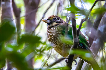 spotted catbird spotted in atherton tablelands, unique bird of australian rainforest in queensland