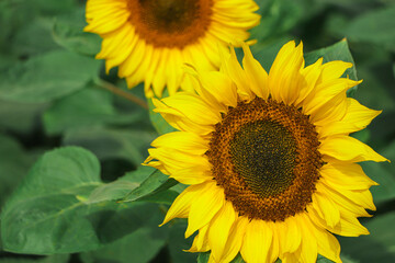 Obraz premium Sunflower field landscape. Sunflower background, Bangladesh