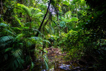 Fototapeta premium atherton tablelands landscape on the way to nandroya falls; dense rainforest full of unique plants