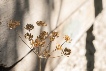 Dry plant with seed close-up. Beige color nature background