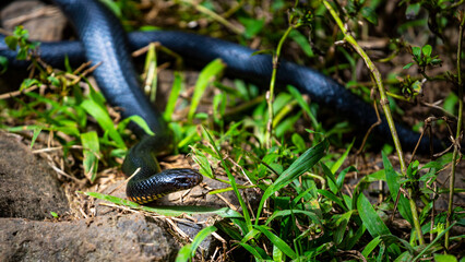 Red-bellied black snake spotted in atherton tablelands near nandroya falls; common venomous and dangerous australian snake in queensland rainforest