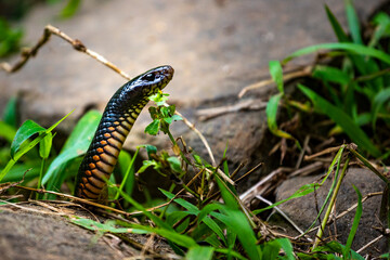 Red-bellied black snake spotted in atherton tablelands near nandroya falls; common venomous and dangerous australian snake in queensland rainforest