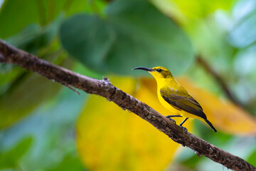 Beautiful shiny and colorful bird, female olive-backed sunbird, spotted in Mission Beach in Queensland, Australia. Birds of Australia, widlife of Mission Beach.