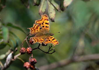 Comma butterfly on plant