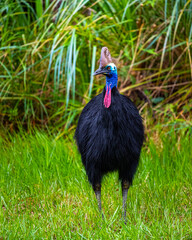 mighty southern cassowary seen up close in daintree rainforest national park in queensland, australia, near cairns, large colorful flightless bird, symbol of daintree