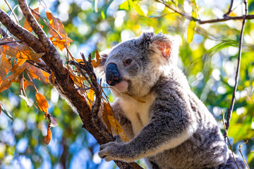cute wild koala actively walking on eucalyptus branches on magnetic island in queensland, famous island full of koalas on forts walk trail