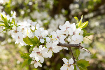Spring bloom white flowers. Cherry blossom twigs