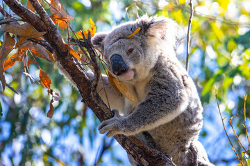 cute wild koala actively walking on eucalyptus branches on magnetic island in queensland, famous island full of koalas on forts walk trail