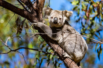 cute wild koala actively walking on eucalyptus branches on magnetic island in queensland, famous island full of koalas on forts walk trail
