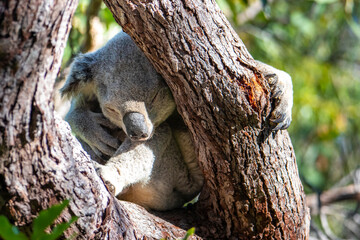 sweet wild koala sleeping on eucalyptus on magnetic island in queensland, famous island full of koalas on forts walk trail