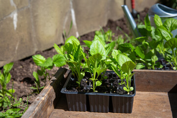 Box with seedling in pots. Planting aster flower sprouts  in open ground. Spring work in garden. Gardening concept, springtime.