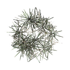 wild field grass, top view, isolated on a transparent background, 3D illustration, cg render
