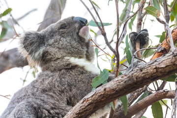 Fototapeta premium sweet wild koala resting on eucalyptus branches on magnetic island in queensland, a famous island full of koalas on the forts walk trail