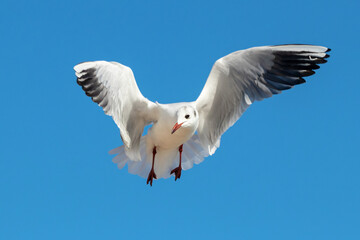 young black-headed gull in flight in winter