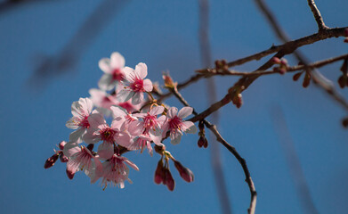 tree blossom