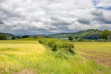 Fototapeta na wymiar Summertime wheat fields in the UK.