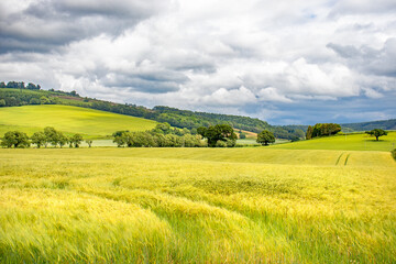 Summertime wheat fields in the UK.