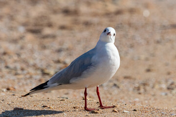 young black-headed gull standing on beach in winter