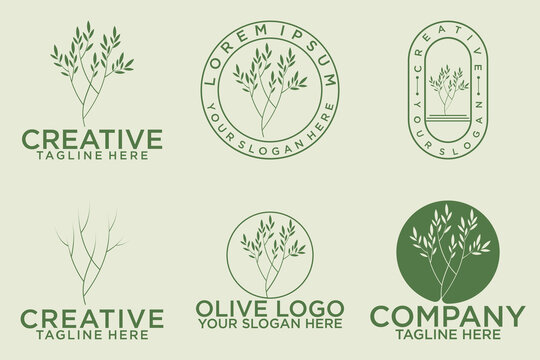 olive branch logo design with 6 options