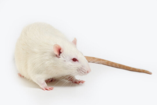 A white laboratory rat with red eyes isolated.