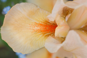 Fototapeta na wymiar Yellow with orange iris flower, macro.