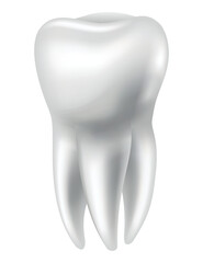 Tooth anatomy. Medical banner or poster illustration. Realistic white tooth mockup. Vector dental symbol. Healthy white tooth