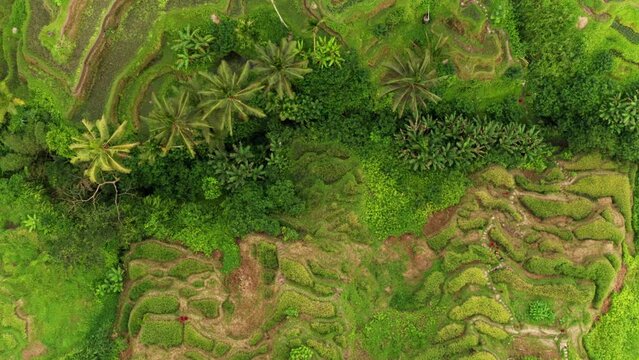 rice terraces in Indonesia top view