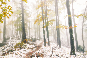 Snow covered with autumn Trees in the morning. Path winter and autumn forest