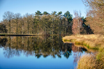 Fototapeta premium Complete absence of wind as well as partial ice cover creating a reflective surface on a lake, surrounded by trees and bushes near Dwingelo, The Netherlands
