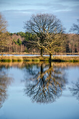 Obraz premium Landbridge with trees between two reflective lakes near Dwingelo, The Netherlands