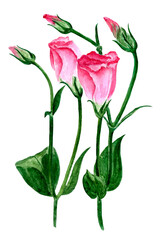 Obraz premium Watercolor pink flowers isolated on white background. Watercolor lisianthus, rose illustration