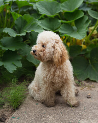 Young female toy poodle with apricot color on green grass walks merrily in spring - healthy exterior coat requires grooming