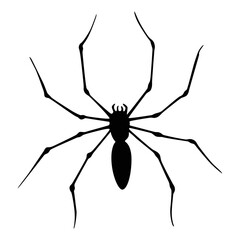 Spider silhouette. Black close-up insect, scary big spider isolated on white. Poisonous dangerous animal. Creepy wildlife bug