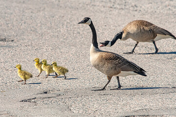 Canada geese crossing the road