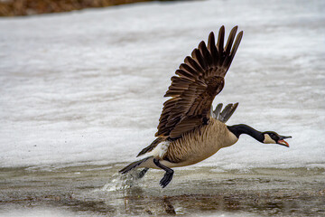 angry goose in flight © jamie