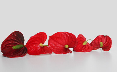 Anthurium crystallinum, horizontal row of red anthurium flowers on a light background