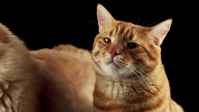 Close up video of two ginger cats over dark background.