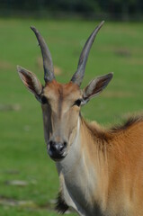 Naklejka na ściany i meble close up of a antelope