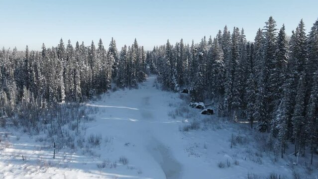 Drone moving very slowly forward towards a snow covered forest. It rises slowly to show the treetops at the end of the clip.
