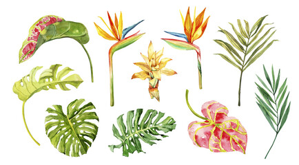 Watercolor hand drawn rainforest tropical leaves botanical illustration set isolated on white background. Hand painted watercolor floral clip art © Salnikova Studio
