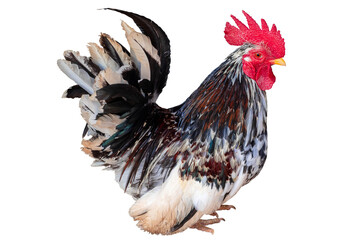 close up portrait of Spotted bantam chicken isolated on transparent background, PNG file