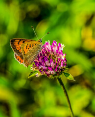 Small Copper Butterfly