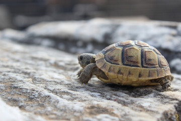 Small tortoise turtle on the rock