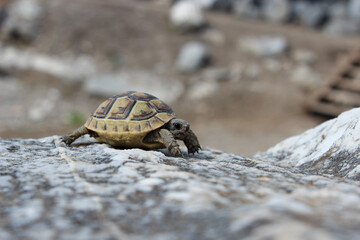 Small tortoise turtle on the rock