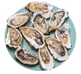 Opened raw oysters on blue plate top view. Delicacy food. File contains clipping path.