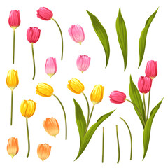 Obraz premium Set of floral elements. Flower and green leaves. flowers. Floral poster, invite. Vector arrangements for greeting card or invitation design