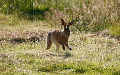 A brown hare running across a field in the sunshine. 