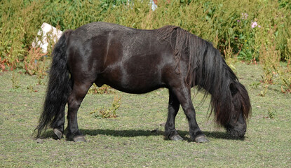 A brown coloured Shetland pony grazing in a field. 