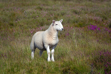 Naklejka na ściany i meble A cute young lamb standing by the purple heather in summertime on the North York Moors, UK. 